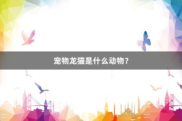 宠物龙猫是什么动物?